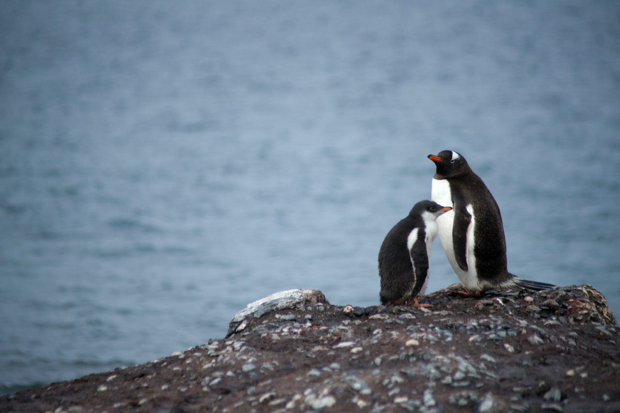 two penguin on rock formation near body of water